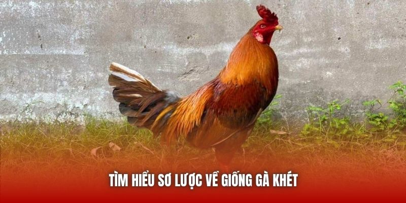 Tìm hiểu sơ lược về giống gà khét