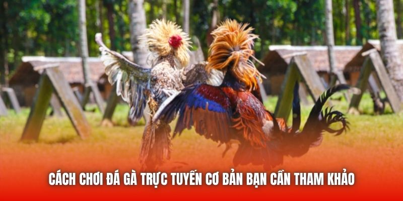 Cách chơi đá gà trực tuyến cơ bản bạn cần tham khảo