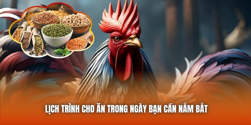 Lịch trình cho ăn trong ngày bạn cần nắm bắt