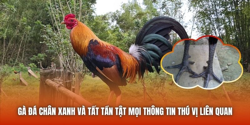 Gà đá chân xanh và tất tần tật mọi thông tin thú vị liên quan