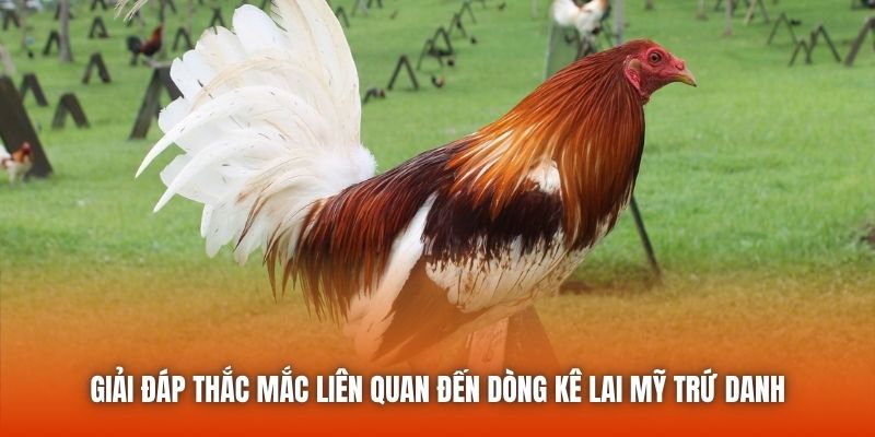 Giải đáp thắc mắc liên quan đến dòng kê lai Mỹ trứ danh