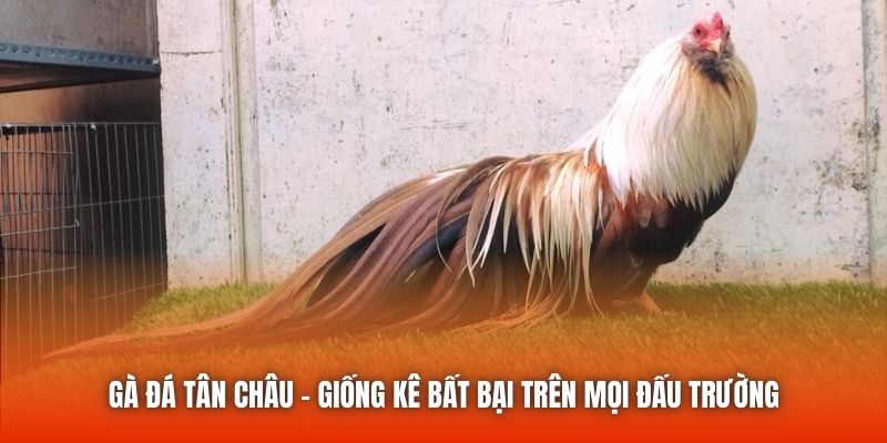 Gà Đá Tân Châu - Giống Kê Bất Bại Trên Mọi Đấu Trường