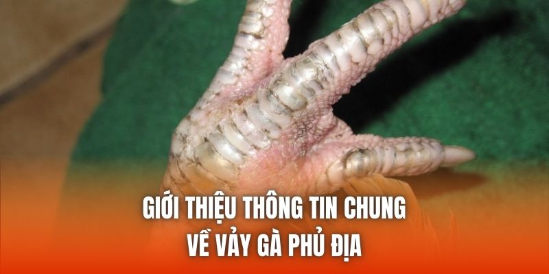 Giới thiệu thông tin chung về vảy gà phủ địa