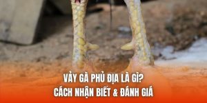Vảy Gà Phủ Địa Là Gì? Cách Nhận Biết & Đánh Giá